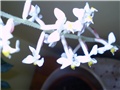 ludisia